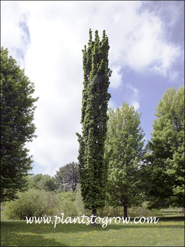A very narrow upright tree.